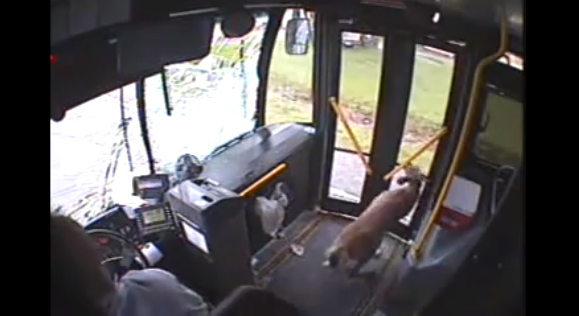 Hjorten försöker ta sig ur genom dörren, samtidigt som bussen rullar.